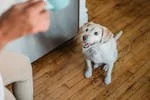Dog Food Untuk Anjing Alergi