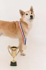 Royal Canin Anjing Harga