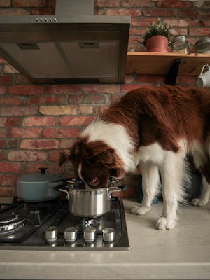 Makanan Yang Menyebabkan Bulu Anjing Rontok