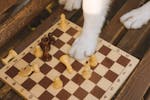 Makanan Anjing Samoyed